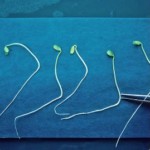 Photo Biologie, qualité et technologies des semences