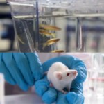 Photo Formation en Expérimentation Animale – module  Espèces Aquatiques