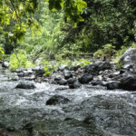 Photo Nouvelle formation au Muséum national d&rsquo;Histoire naturelle : ADN environnemental un nouvel outil d&rsquo;évaluation de la biodiversité