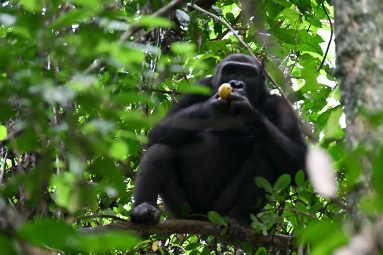 Le jeune male Ebiasé, mange une mangue sauvage dans une forêt primaire, pendant la saison de haute fructification. Parc national de Campo Ma’an, Cameroun. © F. Anougue